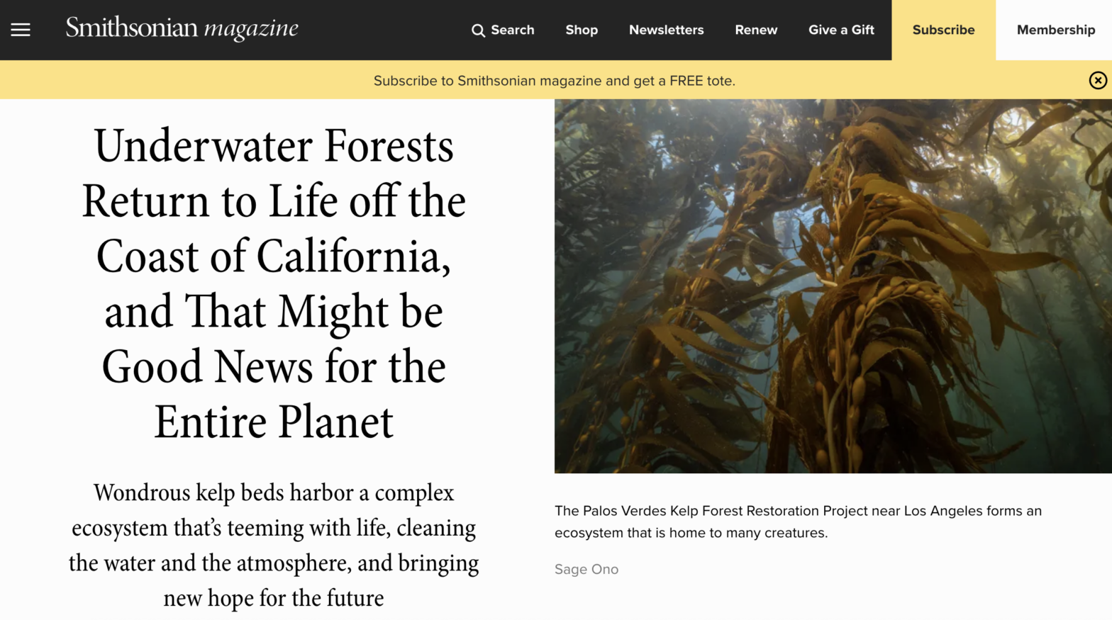 Smithsonian Magazine screenshot displaying kelp forest